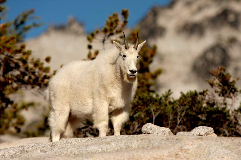 Mountain Goat in the Enchantments, 2008